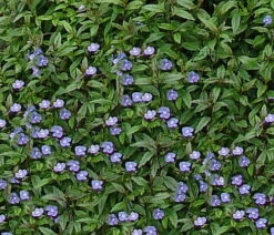 Georgia Blue Veronica - Speedwell - Quart Pot - Rich Blue Creeper 8 Georgia Blue Veronica - Speedwell - Quart Pot - Rich Blue Creeper -Cheap Plants Store apinctk7b 36850.1616329862
