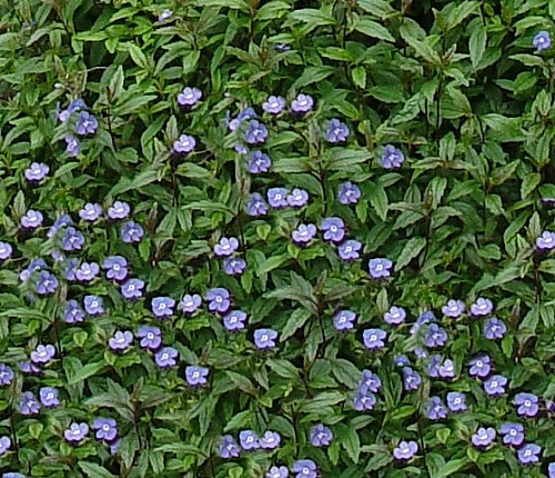 Georgia Blue Veronica - Speedwell - Quart Pot - Rich Blue Creeper 5 Georgia Blue Veronica - Speedwell - Quart Pot - Rich Blue Creeper - Image 3