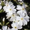 White Delight Creeping Phlox Perennial - Quart Pot 1 White Delight Creeping Phlox Perennial - Quart Pot -Cheap Plants Store apinexjxn 23866.1592333681