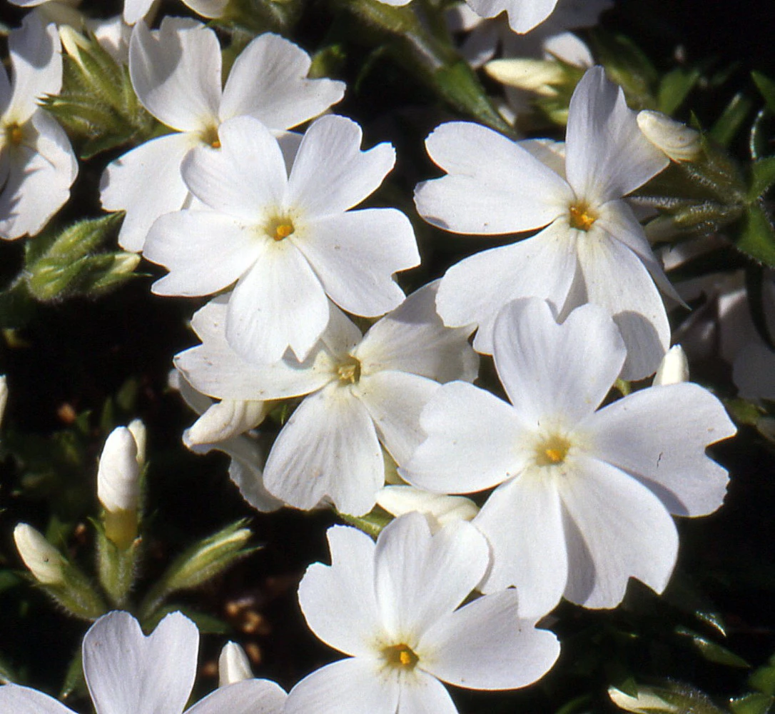 White Delight Creeping Phlox Perennial - Quart Pot 3 White Delight Creeping Phlox Perennial - Quart Pot