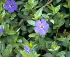 Myrtle 48 Plants - Periwinkle/Vinca - Hardy Groundcover - 1 3/4" Pots 9 Myrtle 48 Plants - Periwinkle/Vinca - Hardy Groundcover - 1 3/4" Pots -Cheap Plants Store apinl0ytm 80399.1592318739