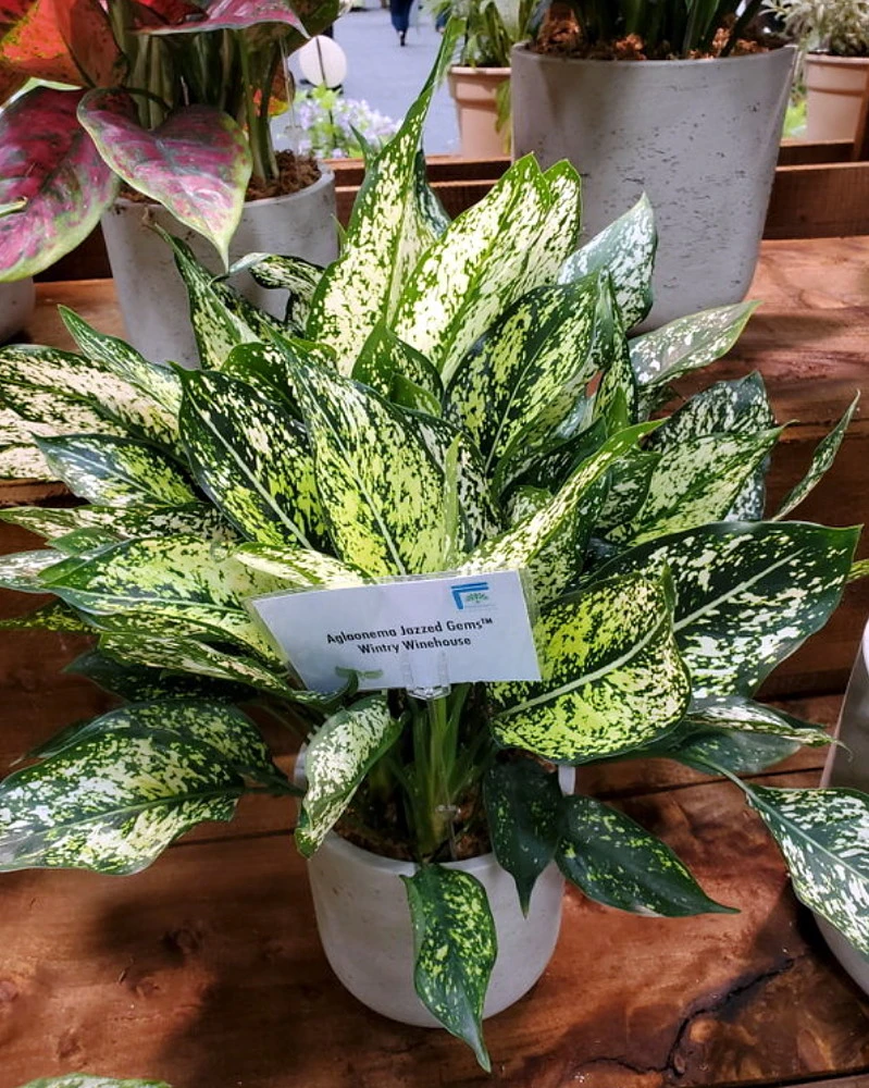 Wintry Winehouse Chinese Evergreen Plant - Aglaonema - Low Light - 4" Pot 4 Wintry Winehouse Chinese Evergreen Plant - Aglaonema - Low Light - 4" Pot - Image 2