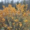GOLD BERRY HEAVY® Winterberry Holly - 4" Pot - Proven Winners 2 GOLD BERRY HEAVY® Winterberry Holly - 4" Pot - Proven Winners -Cheap Plants Store apinmhqmn 00039.1592324022