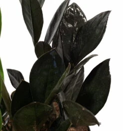 Rare Black Raven ZZ Plant - Zamioculcas Zamiifolia - 6" Pot - Collector's 10 Rare Black Raven ZZ Plant - Zamioculcas Zamiifolia - 6" Pot - Collector's -Cheap Plants Store apinn9n38 64630.1640122347