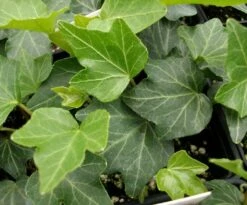 Thorndale English Ivy 48 Plants - Hardy Groundcover - 1 3/4" Pots 8 Thorndale English Ivy 48 Plants - Hardy Groundcover - 1 3/4" Pots -Cheap Plants Store apint3brk 68935.1592326091