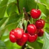 Joy Bush Cherry Plant - 3.25" Pot - Red Cherry Fruit In Late Summer 2 Joy Bush Cherry Plant - 3.25" Pot - Red Cherry Fruit In Late Summer -Cheap Plants Store apinxtqkg 46528.1592334056