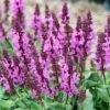 Rose Marvel Salvia- Meadow Sage -Live Plant- Quart Pot 2 Rose Marvel Salvia- Meadow Sage -Live Plant- Quart Pot -Cheap Plants Store apinyjsys 64063.1592319536