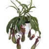 Asian Pitcher Plant - Nepenthes - Carnivorous - Exotic - 6" Hanging Basket 1 Asian Pitcher Plant - Nepenthes - Carnivorous - Exotic - 6" Hanging Basket -Cheap Plants Store apinyr3vz 87838.1592324707