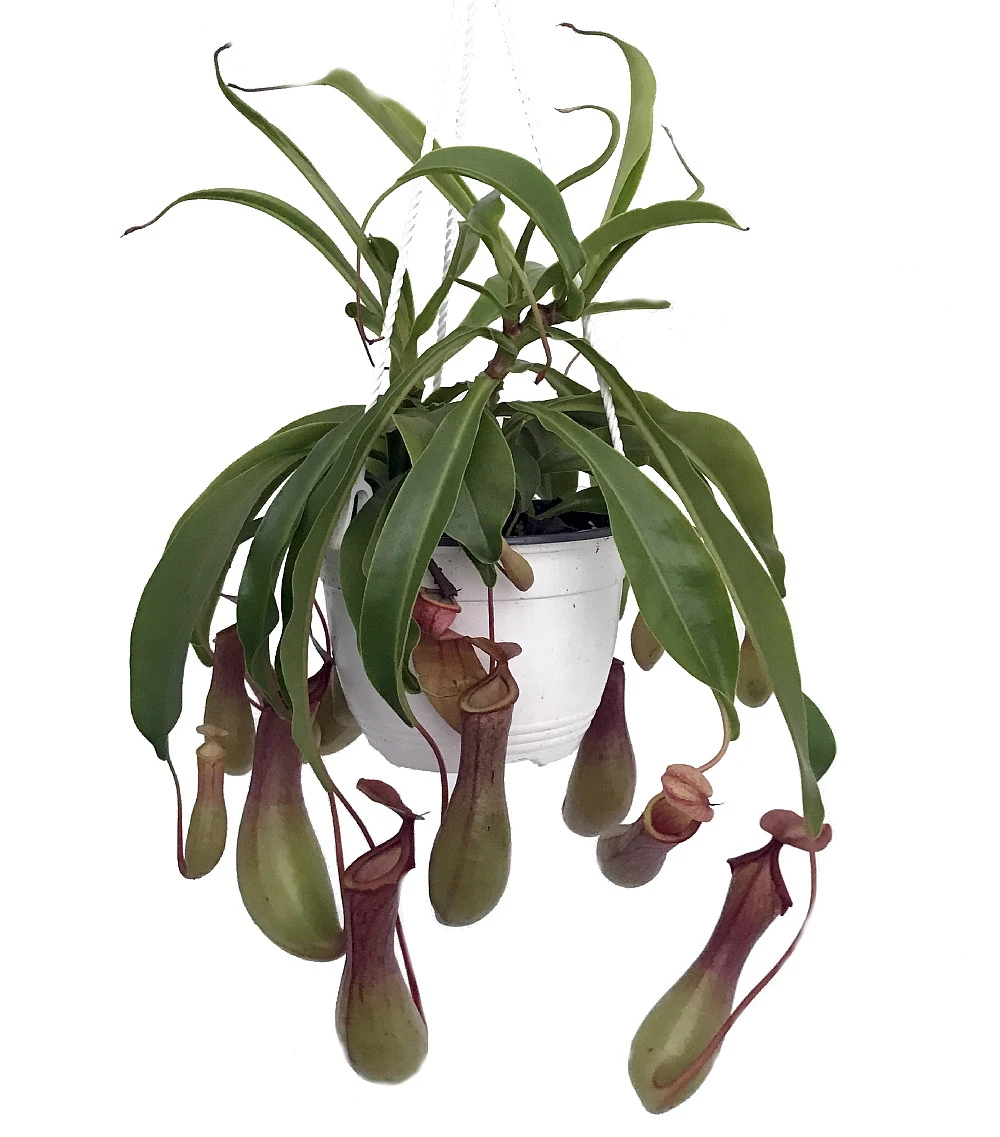 Asian Pitcher Plant - Nepenthes - Carnivorous - Exotic - 6" Hanging Basket 3 Asian Pitcher Plant - Nepenthes - Carnivorous - Exotic - 6" Hanging Basket