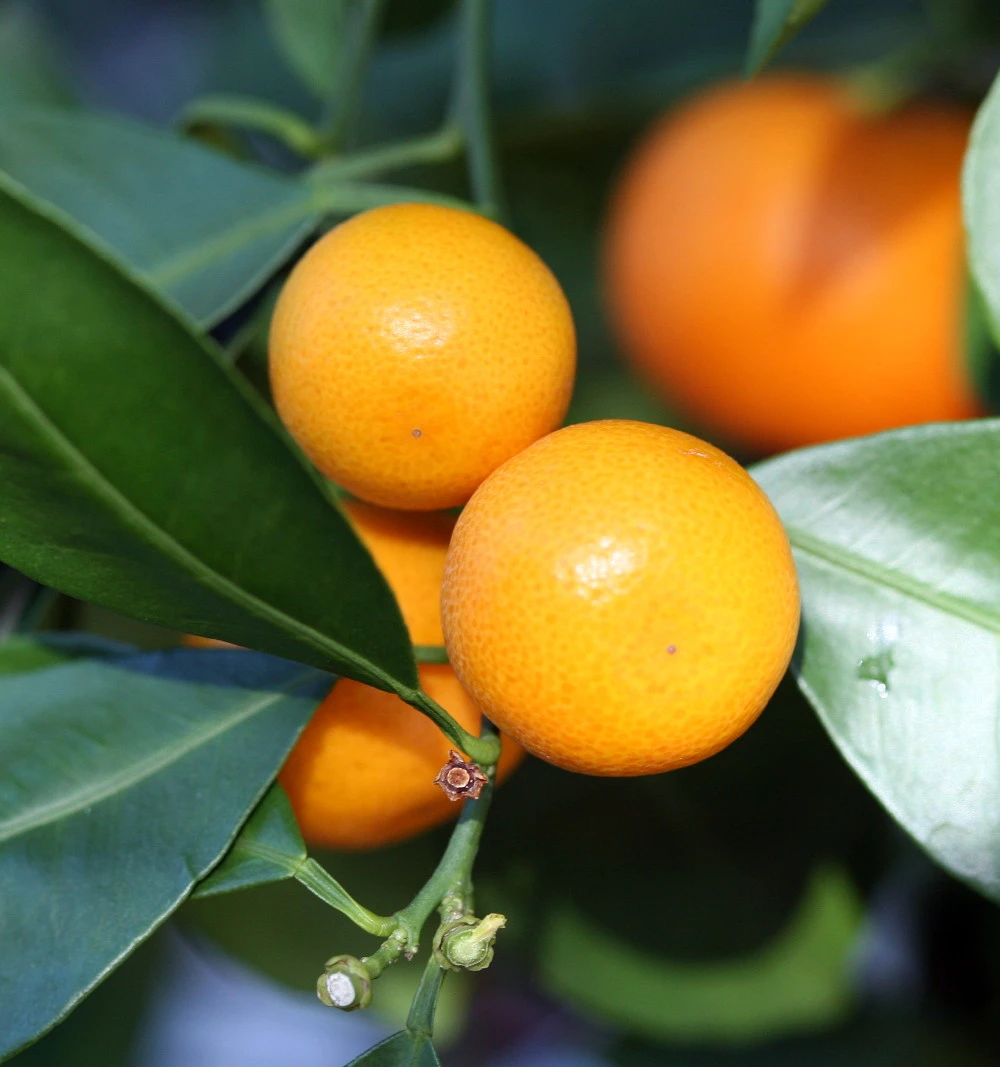 Miniature Orange Tree - Calamondin -8" Pot-NO SHIPPING TO TX, FL, AZ, CA, LA, HI 4 Miniature Orange Tree - Calamondin -8" Pot-NO SHIPPING TO TX, FL, AZ, CA, LA, HI - Image 2