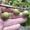 2 Hardy Kiwi Plants - Chang Bai Female And Meader Male - Actinidia -Large Fruit 1 2 Hardy Kiwi Plants - Chang Bai Female And Meader Male - Actinidia -Large Fruit -Cheap Plants Store apioisdox 60308.1592330817