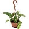 Marble Queen Devil's Ivy - Pothos - 4" Mini Hanging Basket 1 Marble Queen Devil's Ivy - Pothos - 4" Mini Hanging Basket -Cheap Plants Store apiol5jy0 98366.1611004294