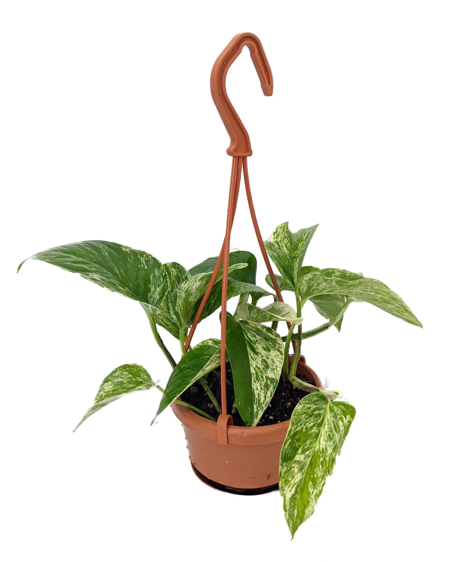 Marble Queen Devil's Ivy - Pothos - 4" Mini Hanging Basket 3 Marble Queen Devil's Ivy - Pothos - 4" Mini Hanging Basket