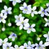 Blue Star Creeper - Isotoma Fluviatilis - 3 Seasons Of Blooms - Quart Pot 1 Blue Star Creeper - Isotoma Fluviatilis - 3 Seasons Of Blooms - Quart Pot -Cheap Plants Store apiotsw4j 91590.1592326314