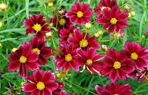 Mercury Rising Coreopsis Tickseed Perennial - Live Plant - Quart Pot 4 Mercury Rising Coreopsis Tickseed Perennial - Live Plant - Quart Pot - Image 2