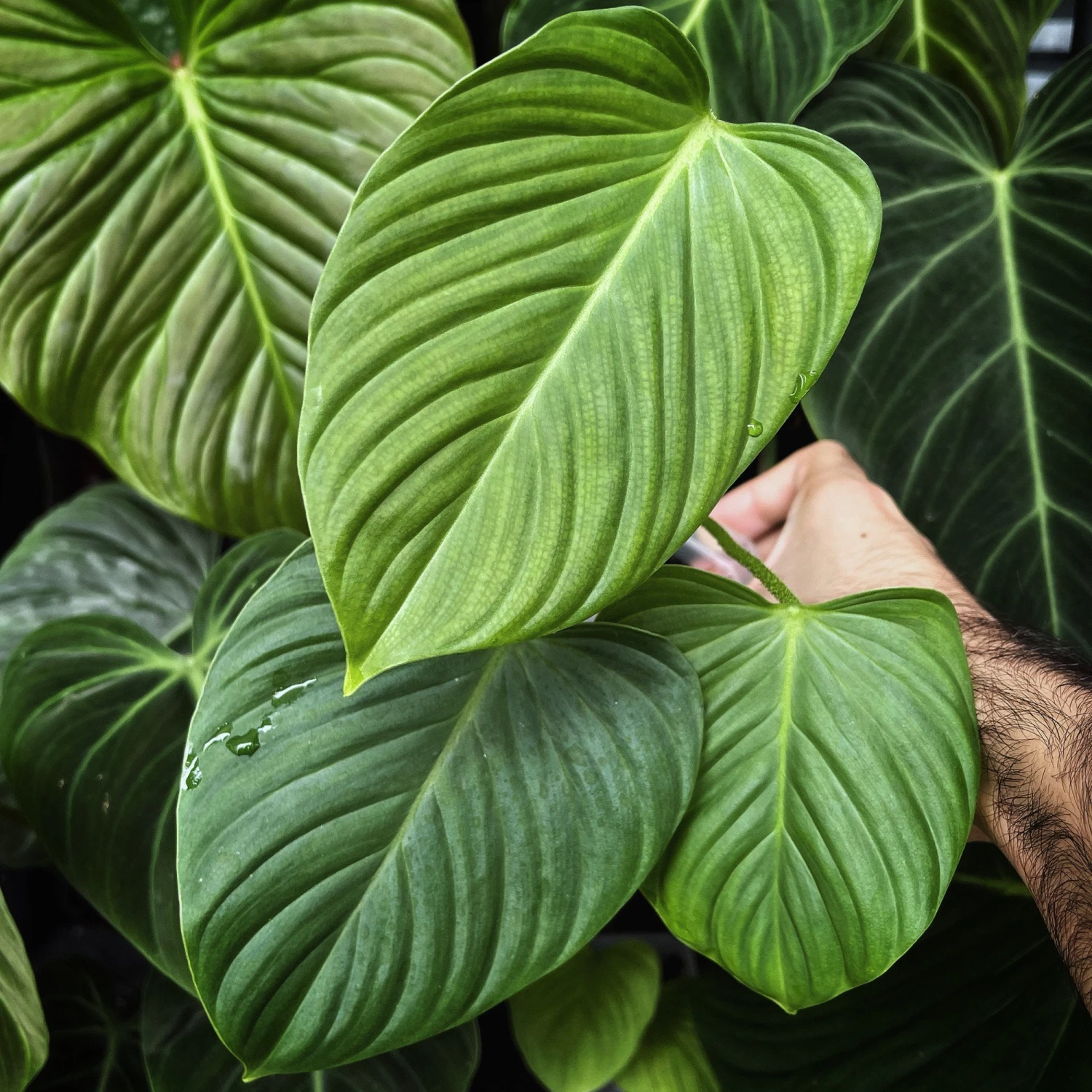 Rare Fuzzy Petiole - Philodendron - Collector's Series - 6" Pot 4 Rare Fuzzy Petiole - Philodendron - Collector's Series - 6" Pot - Image 2