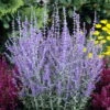 Little Spire Russian Sage Live Plant - Perovskia - Live Plant - Gallon Pot 2 Little Spire Russian Sage Live Plant - Perovskia - Live Plant - Gallon Pot -Cheap Plants Store apipa5wee 83285.1592325061
