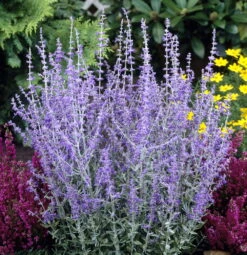 Little Spire Russian Sage Live Plant - Perovskia - Live Plant - Gallon Pot
