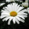 Daisy May® Shasta Daisy - Leucanthemum - Live Plant - Poven Winners -Gallon Pot 2 Daisy May® Shasta Daisy - Leucanthemum - Live Plant - Poven Winners -Gallon Pot -Cheap Plants Store apipdaui4 80213.1592318718