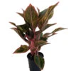 Siam Aurora Chinese Evergreen Plant - Aglaonema - Grows In Dim Light - 4" Pot 2 Siam Aurora Chinese Evergreen Plant - Aglaonema - Grows In Dim Light - 4" Pot -Cheap Plants Store apipe6i6z 19780.1592323598