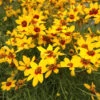 Sizzle & Spice Curry Up Coreopsis Perennial Plant - Live Plant - Gallon Pot 2 Sizzle & Spice Curry Up Coreopsis Perennial Plant - Live Plant - Gallon Pot -Cheap Plants Store apipgnkdz 44300.1592323203