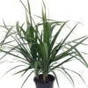 Madagascar Dragon Tree - Dracaena Marginata - 6" Pot - Easy To Grow House Plant 2 Madagascar Dragon Tree - Dracaena Marginata - 6" Pot - Easy To Grow House Plant -Cheap Plants Store apipsnfod 03253.1592332113