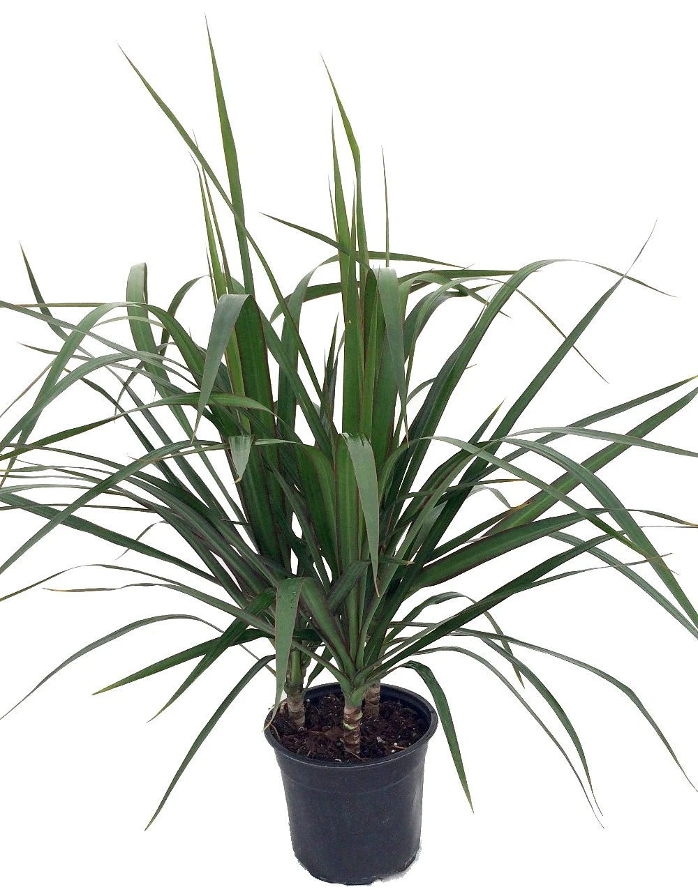 Madagascar Dragon Tree - Dracaena Marginata - 6" Pot - Easy To Grow House Plant 3 Madagascar Dragon Tree - Dracaena Marginata - 6" Pot - Easy To Grow House Plant