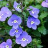 Georgia Blue Veronica - Speedwell - Quart Pot - Rich Blue Creeper 1 Georgia Blue Veronica - Speedwell - Quart Pot - Rich Blue Creeper -Cheap Plants Store apipw2mld 20232.1616329862