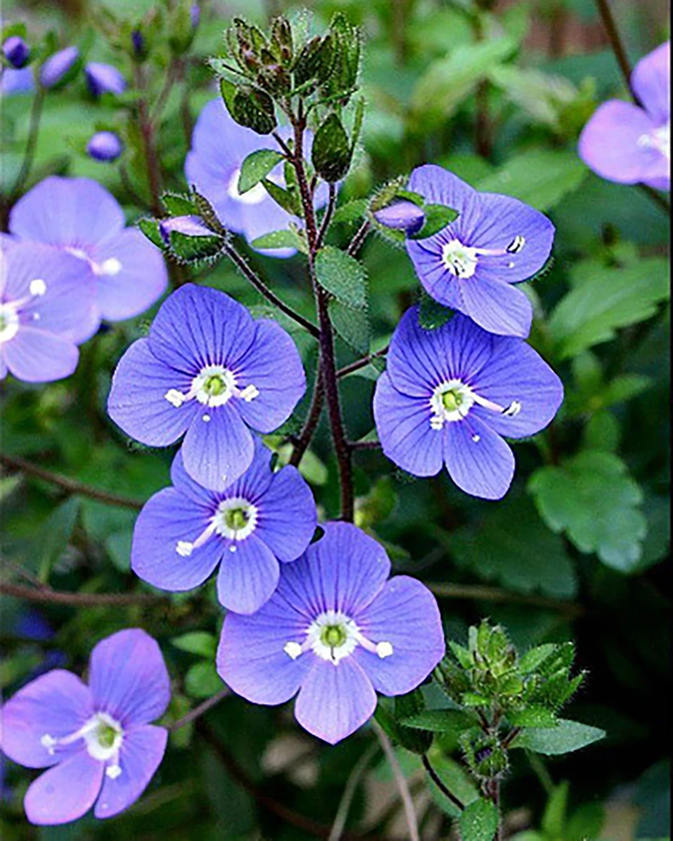 Georgia Blue Veronica - Speedwell - Quart Pot - Rich Blue Creeper 3 Georgia Blue Veronica - Speedwell - Quart Pot - Rich Blue Creeper