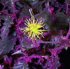 Purple Passion Plant - 4" Mini Hanging Basket - EROTIC - Gynura 6 Purple Passion Plant - 4" Mini Hanging Basket - EROTIC - Gynura -Cheap Plants Store apipwoacs 58239.1592317260