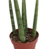 Bamboo Shoots Snake Plant - Sanseveria Cylindrica - Impossible To Kill! - 2" Pot 2 Bamboo Shoots Snake Plant - Sanseveria Cylindrica - Impossible To Kill! - 2" Pot -Cheap Plants Store apiq5zjcm 30224.1592324271