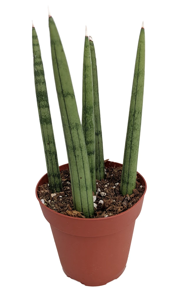 Bamboo Shoots Snake Plant - Sanseveria Cylindrica - Impossible To Kill! - 2" Pot 3 Bamboo Shoots Snake Plant - Sanseveria Cylindrica - Impossible To Kill! - 2" Pot