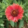 Arizona Red Shades Blanket Flower Perennial- Gaillardia - Live Plant - Quart Pot 2 Arizona Red Shades Blanket Flower Perennial- Gaillardia - Live Plant - Quart Pot -Cheap Plants Store apiqg5aie 52095.1592324075