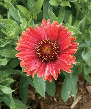 Arizona Red Shades Blanket Flower Perennial- Gaillardia - Live Plant - Quart Pot 3 Arizona Red Shades Blanket Flower Perennial- Gaillardia - Live Plant - Quart Pot