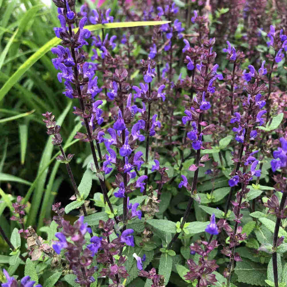 Caramia Salvia Perennial - Long Bloomer - Quart Pot 3 Caramia Salvia Perennial - Long Bloomer - Quart Pot