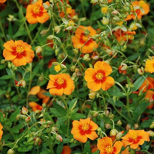Bronze Carpet Sun Rose - Helianthemum - Quart Pot 4 Bronze Carpet Sun Rose - Helianthemum - Quart Pot - Image 2