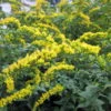 Fireworks Goldenrod Perennial - Solidago Rugosa - Quart Pot 1 Fireworks Goldenrod Perennial - Solidago Rugosa - Quart Pot -Cheap Plants Store apiraapkk 87688.1592326246