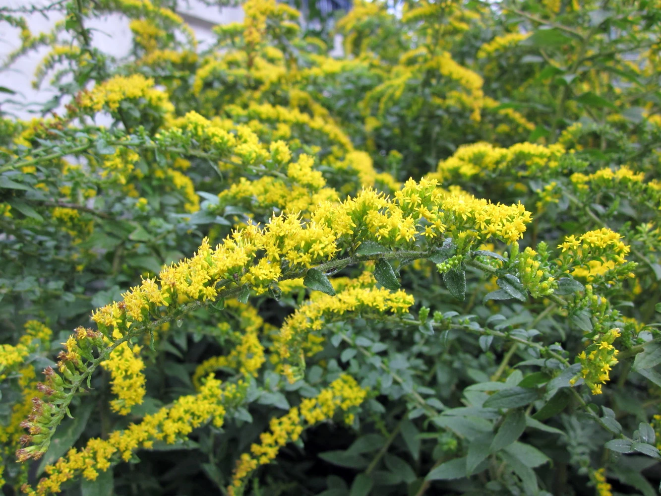 Fireworks Goldenrod Perennial - Solidago Rugosa - Quart Pot 3 Fireworks Goldenrod Perennial - Solidago Rugosa - Quart Pot