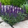 New Dimension Blue Meadow Sage - Salvia - Quart Pot 2 New Dimension Blue Meadow Sage - Salvia - Quart Pot -Cheap Plants Store apircjcgn 46679.1592324079