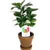 Arabica Coffee Bean Plant - 4" Pot With Glazed Ceramic Pot & Saucer 1 Arabica Coffee Bean Plant - 4" Pot With Glazed Ceramic Pot & Saucer -Cheap Plants Store apirepbc9 98897.1592328175