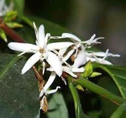 Arabica Coffee Bean Plant - 4" Pot With Glazed Ceramic Pot & Saucer 7 Arabica Coffee Bean Plant - 4" Pot With Glazed Ceramic Pot & Saucer -Cheap Plants Store apirj389s 96569.1592328175
