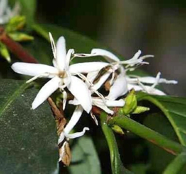 Arabica Coffee Bean Plant - 4" Pot With Glazed Ceramic Pot & Saucer 5 Arabica Coffee Bean Plant - 4" Pot With Glazed Ceramic Pot & Saucer - Image 3
