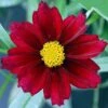 Mercury Rising Coreopsis Tickseed Perennial - Live Plant - Quart Pot 2 Mercury Rising Coreopsis Tickseed Perennial - Live Plant - Quart Pot -Cheap Plants Store apirkep66 55222.1592325328