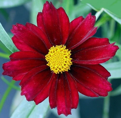 Mercury Rising Coreopsis Tickseed Perennial - Live Plant - Quart Pot 3 Mercury Rising Coreopsis Tickseed Perennial - Live Plant - Quart Pot