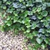 Thorndale English Ivy 48 Plants - Hardy Groundcover - 1 3/4" Pots 1 Thorndale English Ivy 48 Plants - Hardy Groundcover - 1 3/4" Pots -Cheap Plants Store apirozweh 67131.1592326090