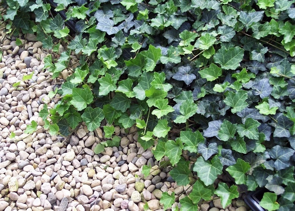 Thorndale English Ivy 48 Plants - Hardy Groundcover - 1 3/4" Pots 3 Thorndale English Ivy 48 Plants - Hardy Groundcover - 1 3/4" Pots