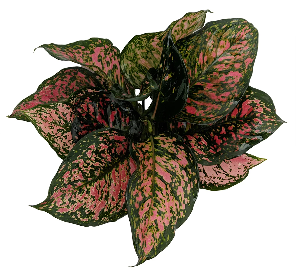 Red Valentine Chinese Evergreen Plant - Aglaonema - Grows In Dim Light - 6" Pot 4 Red Valentine Chinese Evergreen Plant - Aglaonema - Grows In Dim Light - 6" Pot - Image 2