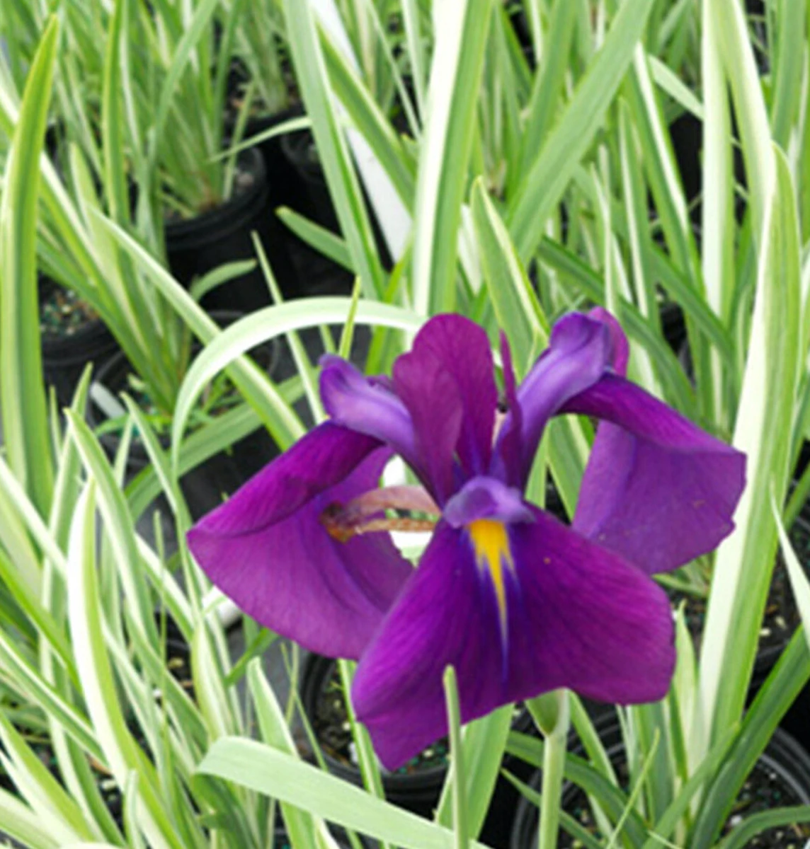 Variegated Japanese Iris Ensata Plant - AGM Winner - Ensata - Gallon Pot 4 Variegated Japanese Iris Ensata Plant - AGM Winner - Ensata - Gallon Pot - Image 2