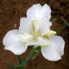 White Swirl Siberian Iris - Ivory White With A Touch Of Gold - Quart Pot 1 White Swirl Siberian Iris - Ivory White With A Touch Of Gold - Quart Pot -Cheap Plants Store apisduunj 14724.1592325266