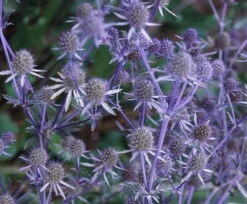 Blue Glitter Sea Holly Perennial - Eryngium - Live Plant - Quart Pot 8 Blue Glitter Sea Holly Perennial - Eryngium - Live Plant - Quart Pot -Cheap Plants Store apisffdp0 73225.1592323723